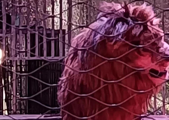 Стены из нержавеющей стали для животных 7 x 19