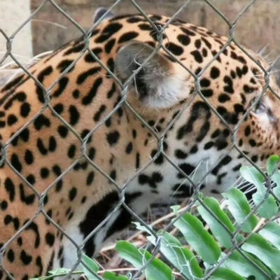 304 316 316L Нержавеющая сталь проволока веревка зоопарк ограждения сетки