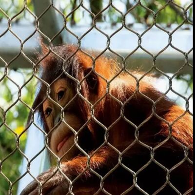 Противокоррозионная проволочная сетка защитная сетка, подходящая для проектов безопасности