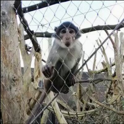 316 Гибкая стальная сетка из нержавеющей стали для ограждения зоопарка