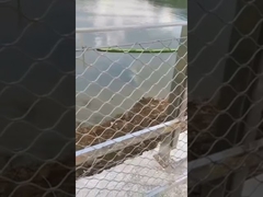 Ограждение из проволочной сетки