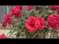 Кабельная сетка из нержавеющей стали с черным покрытием